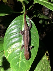 Gelanesaurus flavogularis