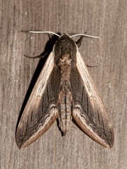 Sphinx drupiferarum