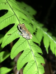 Pristimantis ventrimarmoratus