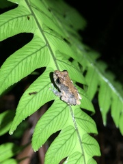 Pristimantis ventrimarmoratus