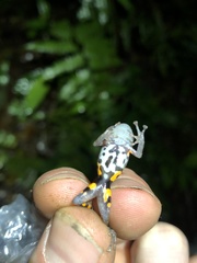 Pristimantis ventrimarmoratus