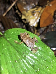 Rhinella festae