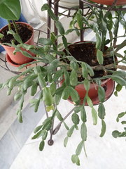 Rhipsalidopsis gaertneri