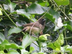 Platyspiza crassirostris