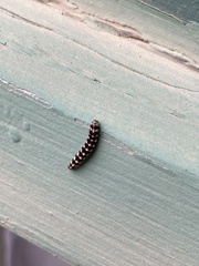 Ethmia terminella