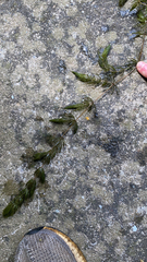 Ceratophyllum demersum