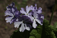 Primula sieboldii