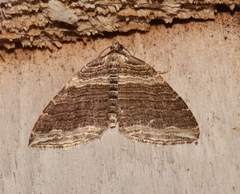 Anticlea multiferata