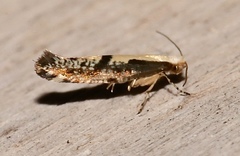 Argyresthia conjugella
