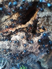 Camponotus novaeboracensis