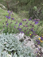 Salvia canescens