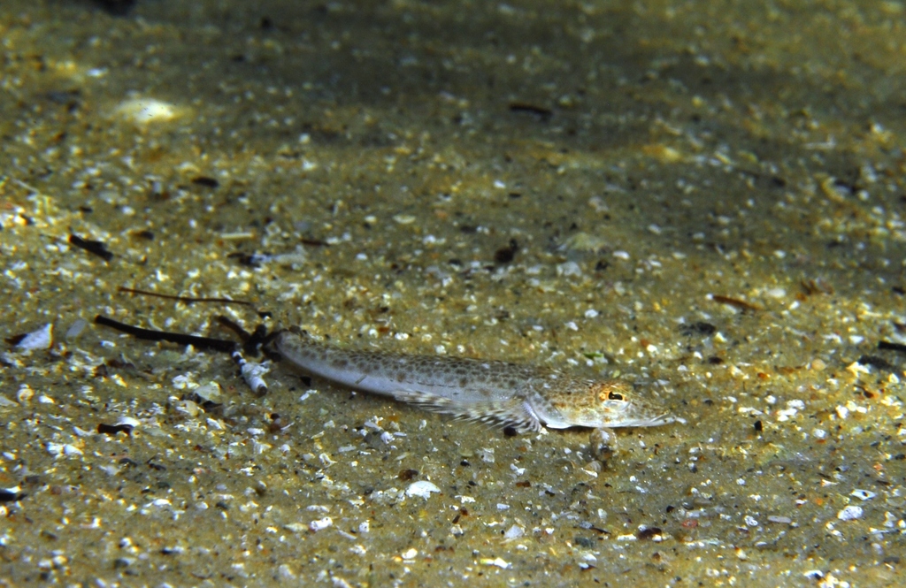 Mongrel Tiger Flathead