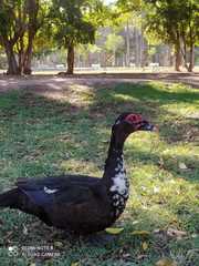 Cairina moschata domestica