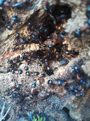 Camponotus novaeboracensis