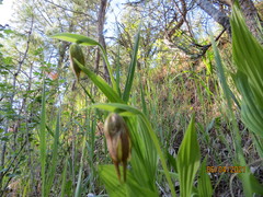 Cypripedium parviflorum