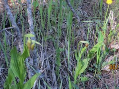 Cypripedium parviflorum