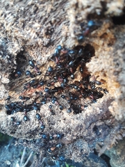 Camponotus novaeboracensis