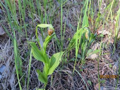 Cypripedium parviflorum
