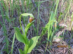 Cypripedium parviflorum