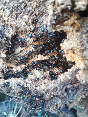 Camponotus novaeboracensis