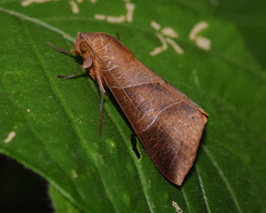 Thyas rubricata