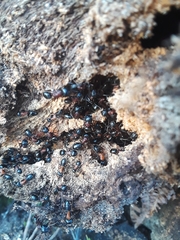 Camponotus novaeboracensis