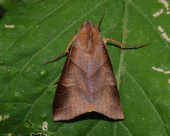 Thyas rubricata