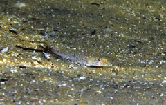 Platycephalus aurimaculatus
