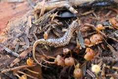 Desmognathus wrighti