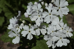 Primula sieboldii