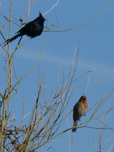 iNaturalist observation photo of House Finch