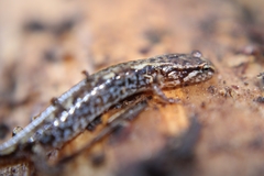 Desmognathus wrighti