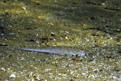 Platycephalus aurimaculatus