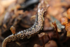 Desmognathus wrighti