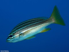 Parapristipoma octolineatum