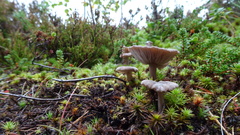 Entoloma griseum