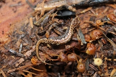 Desmognathus wrighti