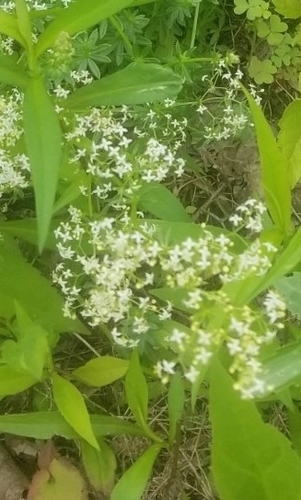 photo of Vascular Plants (Tracheophyta)