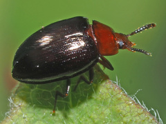 Scaphidema metallicum
