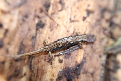 Desmognathus wrighti