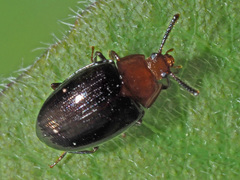 Scaphidema metallicum