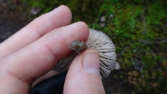 Entoloma griseum