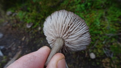 Entoloma griseum