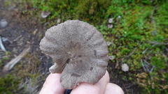 Entoloma griseum