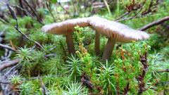 Entoloma griseum