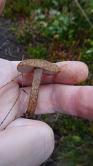 Inocybe lacera