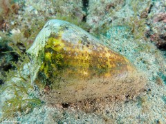 Conus canariensis
