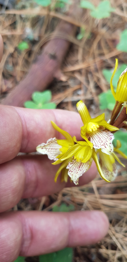 Corallorhiza macrantha