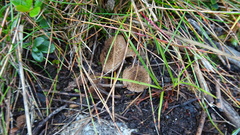 Inocybe lacera