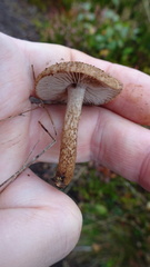 Inocybe lacera
